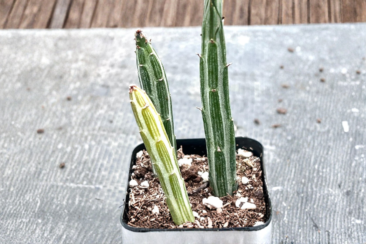 Pickle Cactus Succulent Plant – 2 Inch Pot, Unique Segmented Cactus, Indoor Houseplant, Desert Decor, Easy Care Succulent