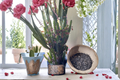Purple Leaf Euphorbia Trigona Cuttings – Live Succulent Cactus Propagation, 4–6 Inches, African Milk Tree, Unrooted Planting Material