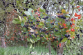 Purple Chokeberry Live Plant – 1 Gallon Pot, Aronia prunifolia, Edible Berries, Ornamental Shrub for Garden Borders & Landscaping