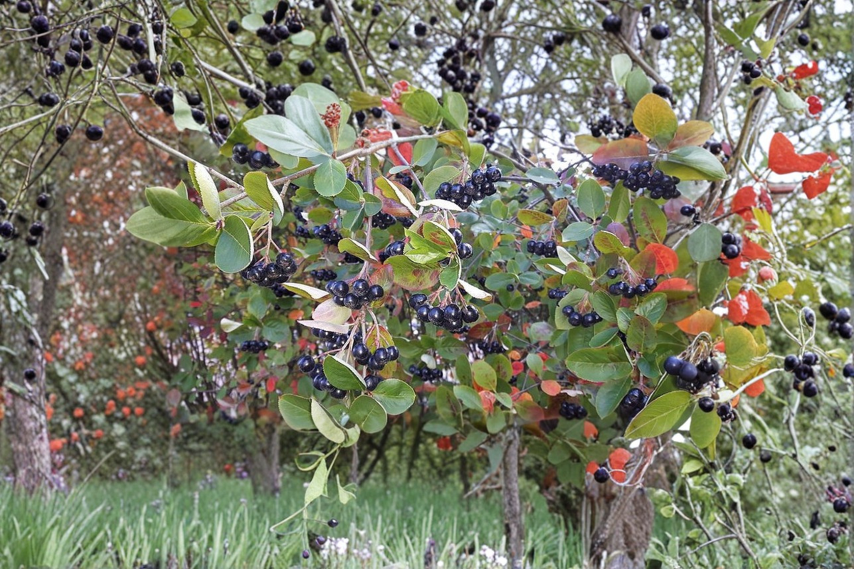 Purple Chokeberry Live Plant – 1 Gallon Pot, Aronia prunifolia, Edible Berries, Ornamental Shrub for Garden Borders & Landscaping