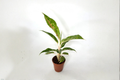Aglaonema Night Sparkle Live Plant, 2-Inch Pot, Tropical Indoor Foliage, Rare Aglaonema Houseplant, Colorful Decorative Leaf