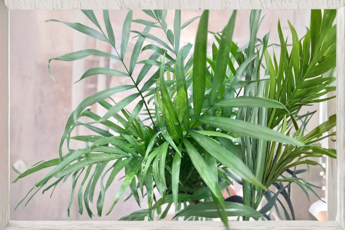 Parlor Palm Live Plant in 2.5 Inch Pot, Neanthe Bella Palm, Chamaedorea elegans, Tropical Houseplant for Indoor Decor