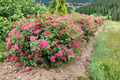 Double Play® Doozie® Spiraea japonica Live Plant - 4" Pot, Reblooming Red-Pink Flowers, Compact Deciduous Shrub