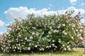 Korean Spice Viburnum 2 Gallon Live Plant – Viburnum carlesii Pink & White Flowering Shrub for Garden Borders & Landscape