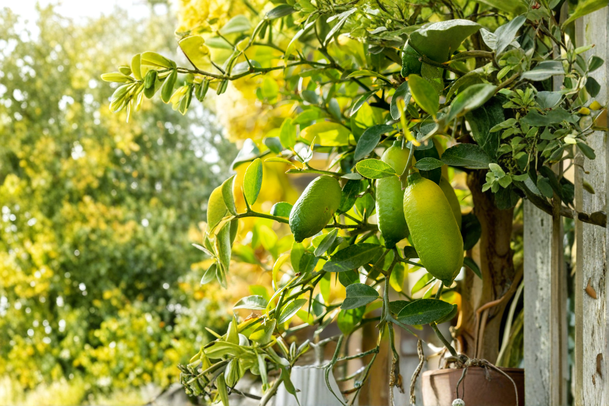 Giant Finger Lime Live Plant Citrus australasica Rare Citrus Tree for Container Garden and Fruit Collection