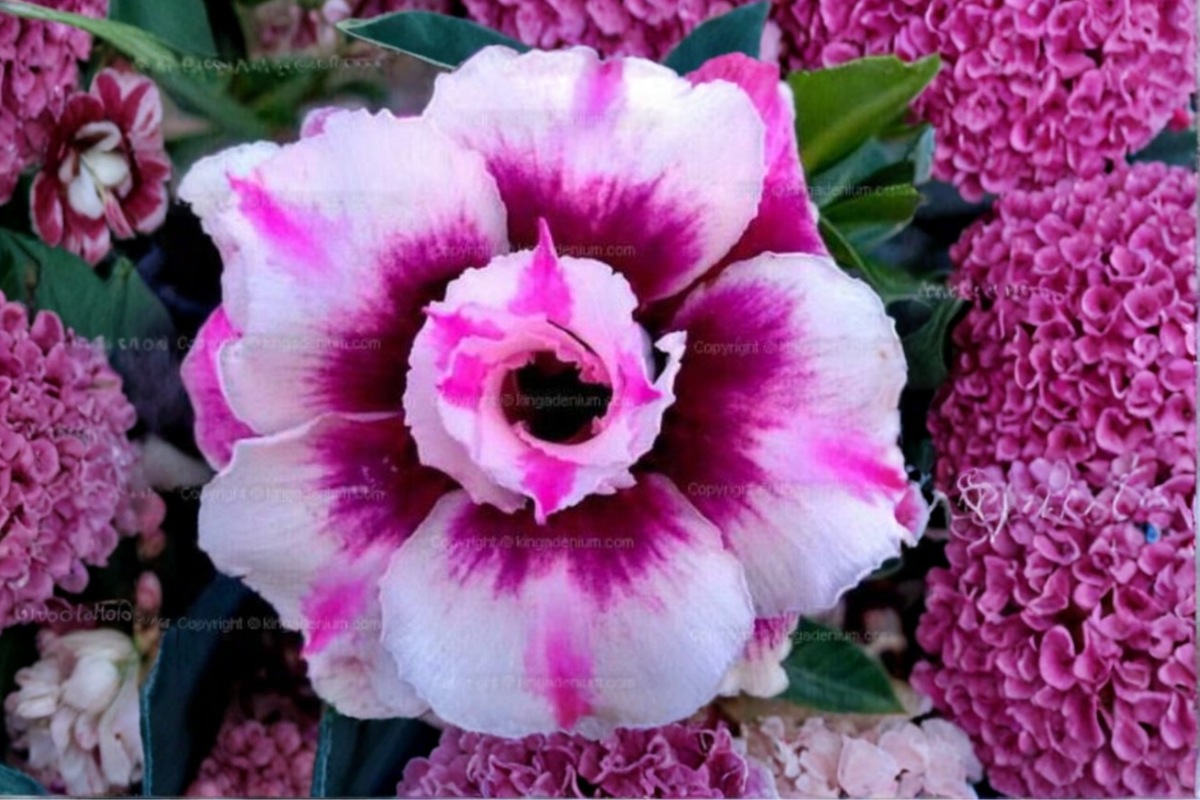 Rare Triple Crown Desert Rose Seeds | Adenium Obesum Succulent Flower Plant | Exotic Ornamental Flower Seeds