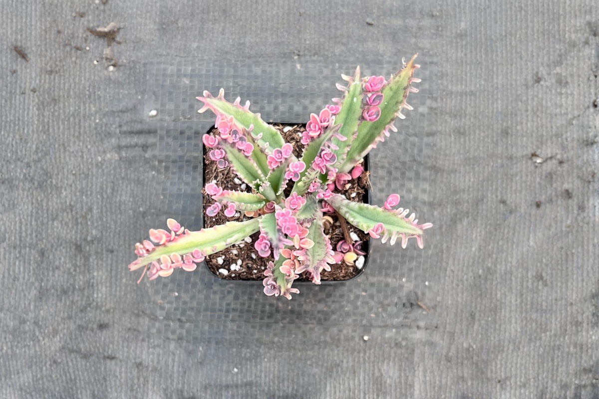 Kalanchoe Pink Butterflies Succulent Plant in 2 Inch Pot, Indoor Outdoor Houseplant, Pink Butterfly, Easy Care, Gift