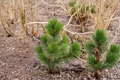 Bosnian Pine Live Plant – Compact Gem, 8 Inch Tall, Dwarf Evergreen Tree, Pinus heldreichii, Garden Landscape Plant