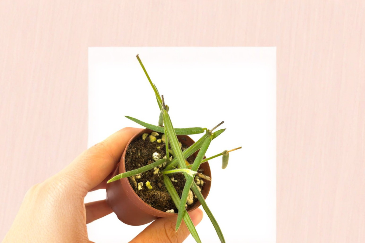 Trailing Hoya Linearis Live Plant, 2-Inch Pot, Rare Trailing Houseplant, Indoor Decor, Hoya linearis, Tropical Houseplant