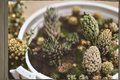 Haworthia coarctata Succulent Plant – Fully Rooted in 2-Inch Pot – Upright Green Leaves with White Markings