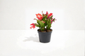 Holiday Cactus Live Plant, 4-Inch Pot, Schlumbergera truncata, Blooming Succulent, Indoor Decorative Houseplant