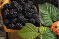 Jumbo Mulberry Seeds 30 Pack - Rare Edible Fruit Tree Seeds for Indoor Outdoor Growing Morus spp.