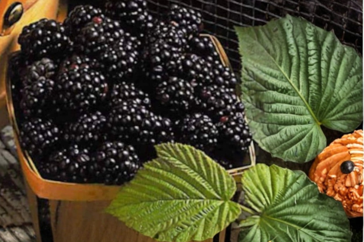 Jumbo Mulberry Seeds 30 Pack - Rare Edible Fruit Tree Seeds for Indoor Outdoor Growing Morus spp.