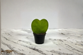 Hoya Kerrii Live Plant, 2-Inch Pot, Heart-Shaped Foliage, Indoor Houseplant, Rooted Starter, Hoya kerrii