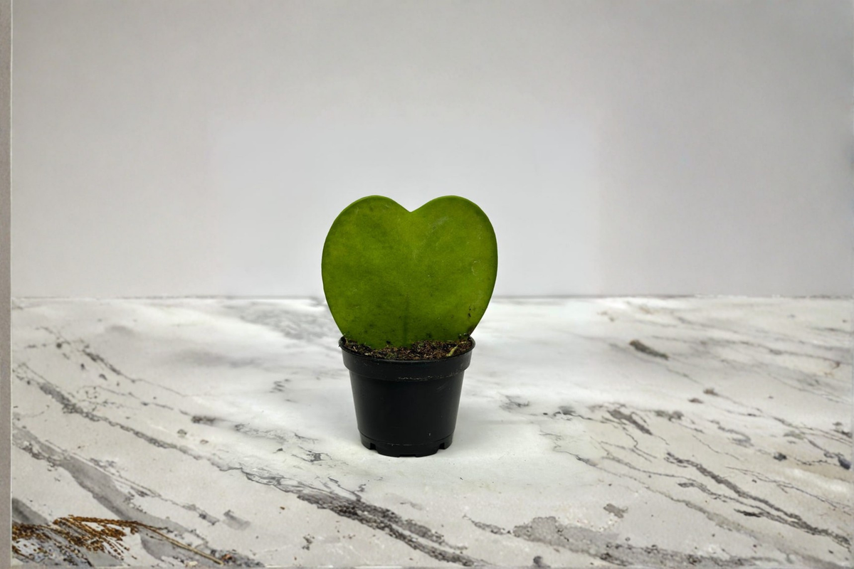 Hoya Kerrii Live Plant, 2-Inch Pot, Heart-Shaped Foliage, Indoor Houseplant, Rooted Starter, Hoya kerrii