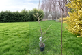 Granny Louise Atlas Cedar Live Plant 18 Inch Weeping Conifer in 1-Gallon Pot Cedrus atlantica