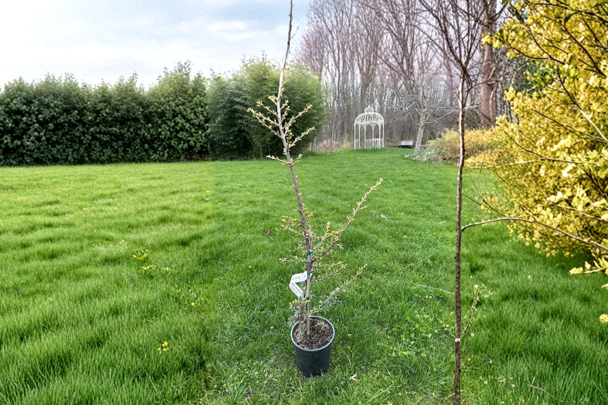 Granny Louise Atlas Cedar Live Plant 18 Inch Weeping Conifer in 1-Gallon Pot Cedrus atlantica