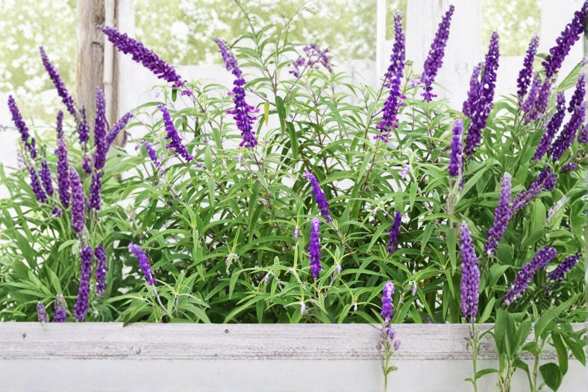 Organic Mexican Bush Sage Live Plant, 4-6 Inch Rooted Starter, Purple Flowers, Salvia Leucantha, Pollinator & Hummingbird Garden