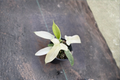 Philodendron Florida Ghost Live Plant, Rare Tropical Houseplant in 3-4 Inch Pot, Unique Pale Mint Foliage, Indoor Tropical Plant