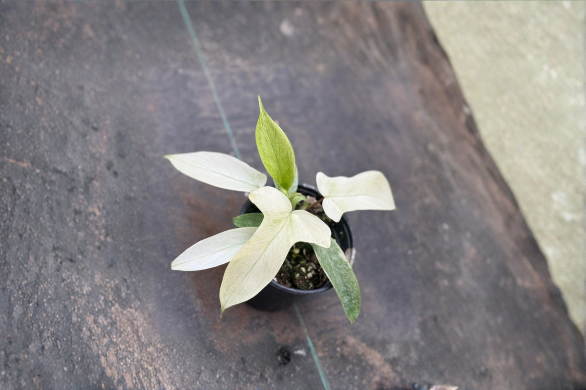 Philodendron Florida Ghost Live Plant, Rare Tropical Houseplant in 3-4 Inch Pot, Unique Pale Mint Foliage, Indoor Tropical Plant