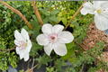 Clematis ‘Miss Bateman’ Live Vine – White Flowering Climbing Plant for Trellis & Garden Outdoor