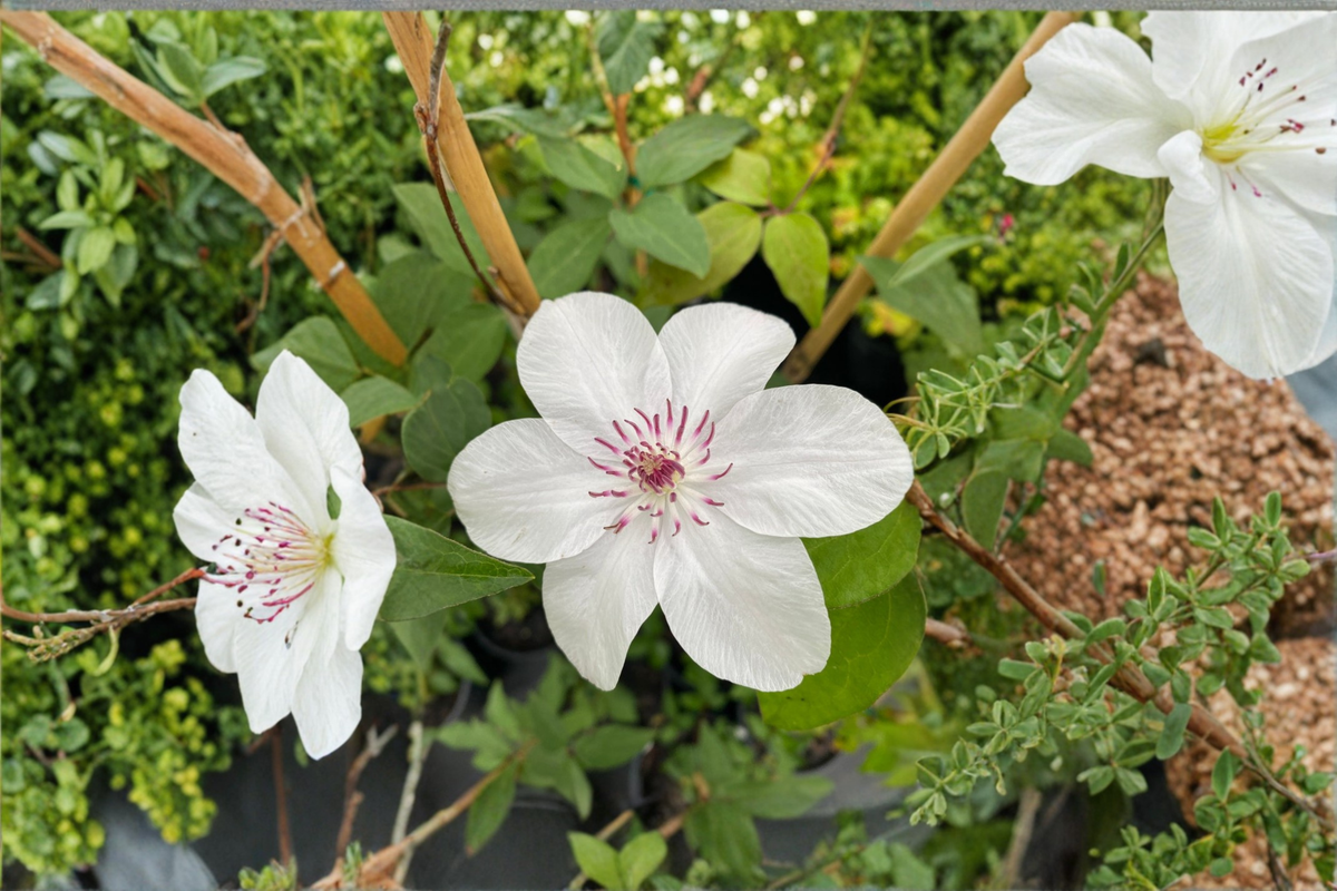 Clematis ‘Miss Bateman’ Live Vine – White Flowering Climbing Plant for Trellis & Garden Outdoor