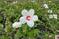 Lohengrin Rose of Sharon Live Plant | 2-Gallon Hibiscus Shrub Pink Flowers | Hibiscus × paramutabilis syriacus