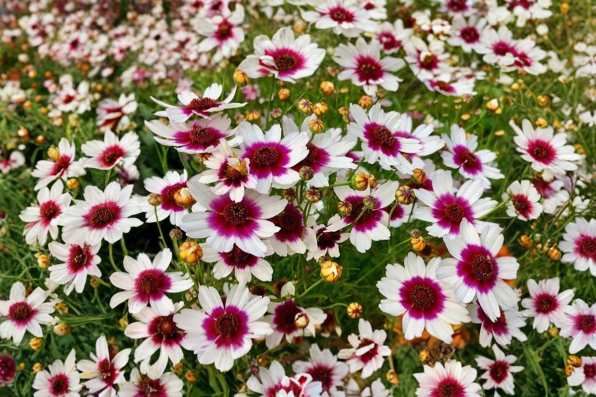 Coreopsis Ice Wine Live Starter Plant - Perennial Tickseed for Borders, Pollinator Gardens, Containers