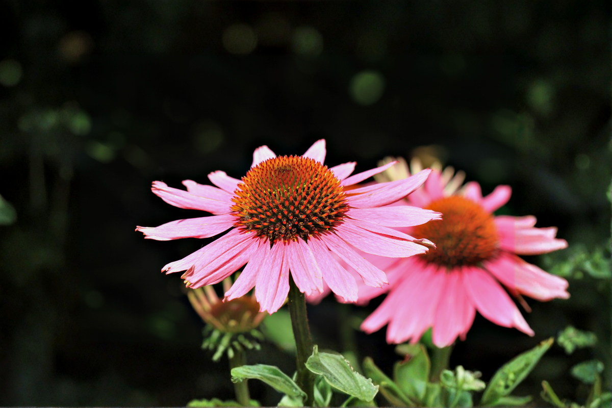 Magnus Coneflower Live Plants – 3 Rooted Starters in 1 Qt Pots, Echinacea purpurea 'Magnus', Purple Perennial Flower Garden Plants
