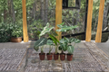 Alocasia Assorted Starter Pack – 2-Inch Rooted Live Plants Collection with Frydek, Jacklyn, Polly, Sarian, Cuprea Varieties
