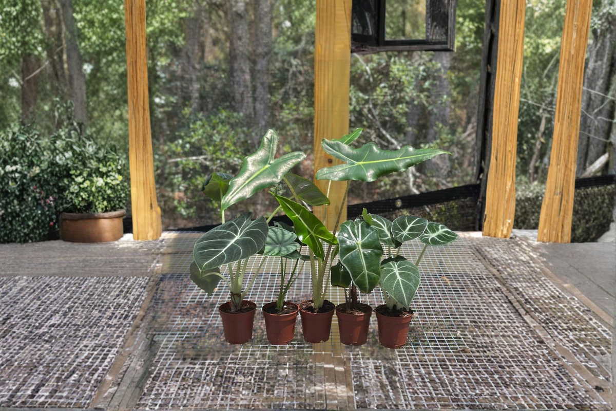 Alocasia Assorted Starter Pack – 2-Inch Rooted Live Plants Collection with Frydek, Jacklyn, Polly, Sarian, Cuprea Varieties