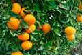 Owari Satsuma Mandarin Grafted Citrus Tree Live Plant for Patio & Garden, Easy Peel Fruit, Evergreen, Citrus Unshiu