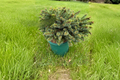 Sid’s Starfish Spruce Live Plant – 2 Gallon Picea abies ‘Sid’s Starfish’ Evergreen Tree for Garden Landscape