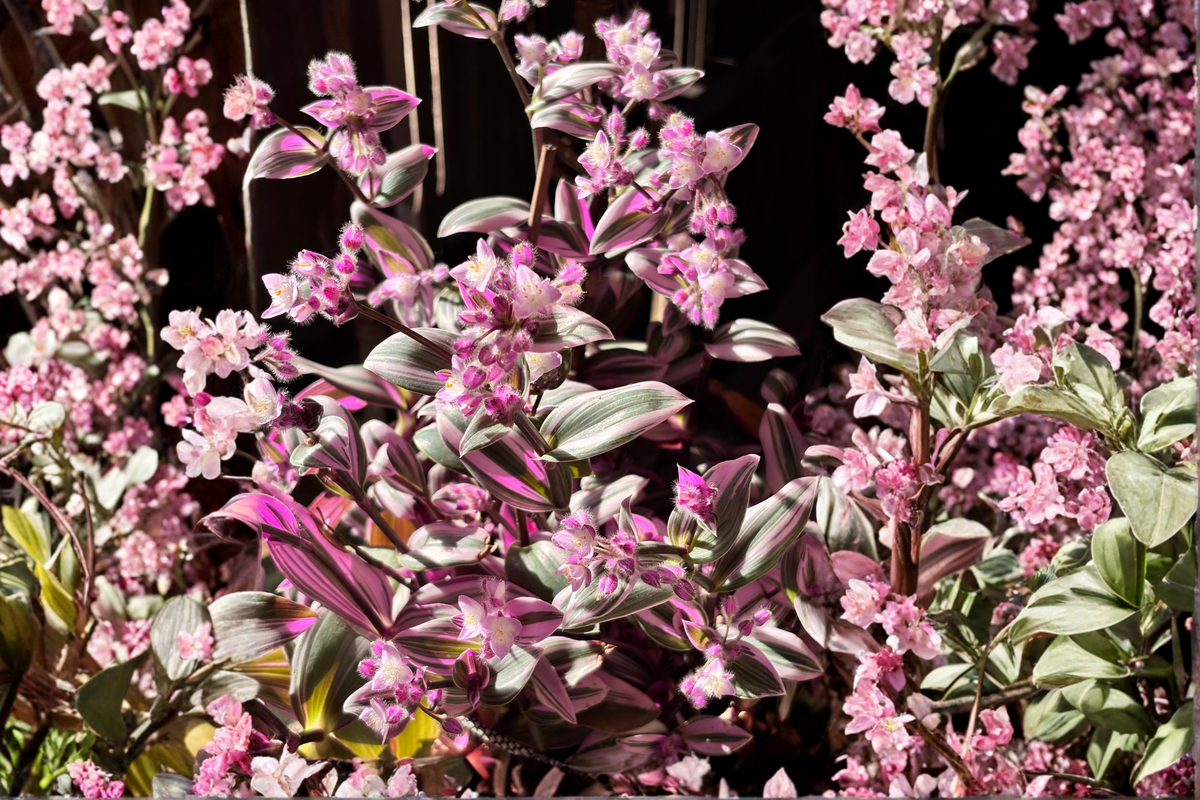 Tradescantia 'Nanouk' Live Cuttings – 5 Pack – Pink Green Cream Variegated Foliage – Indoor Houseplant Propagation