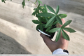 Blue Passion Flower Live Plant – Climbing Vine, Passiflora caerulea, Ornamental Blue & White Flowers, 1 Foot Tall