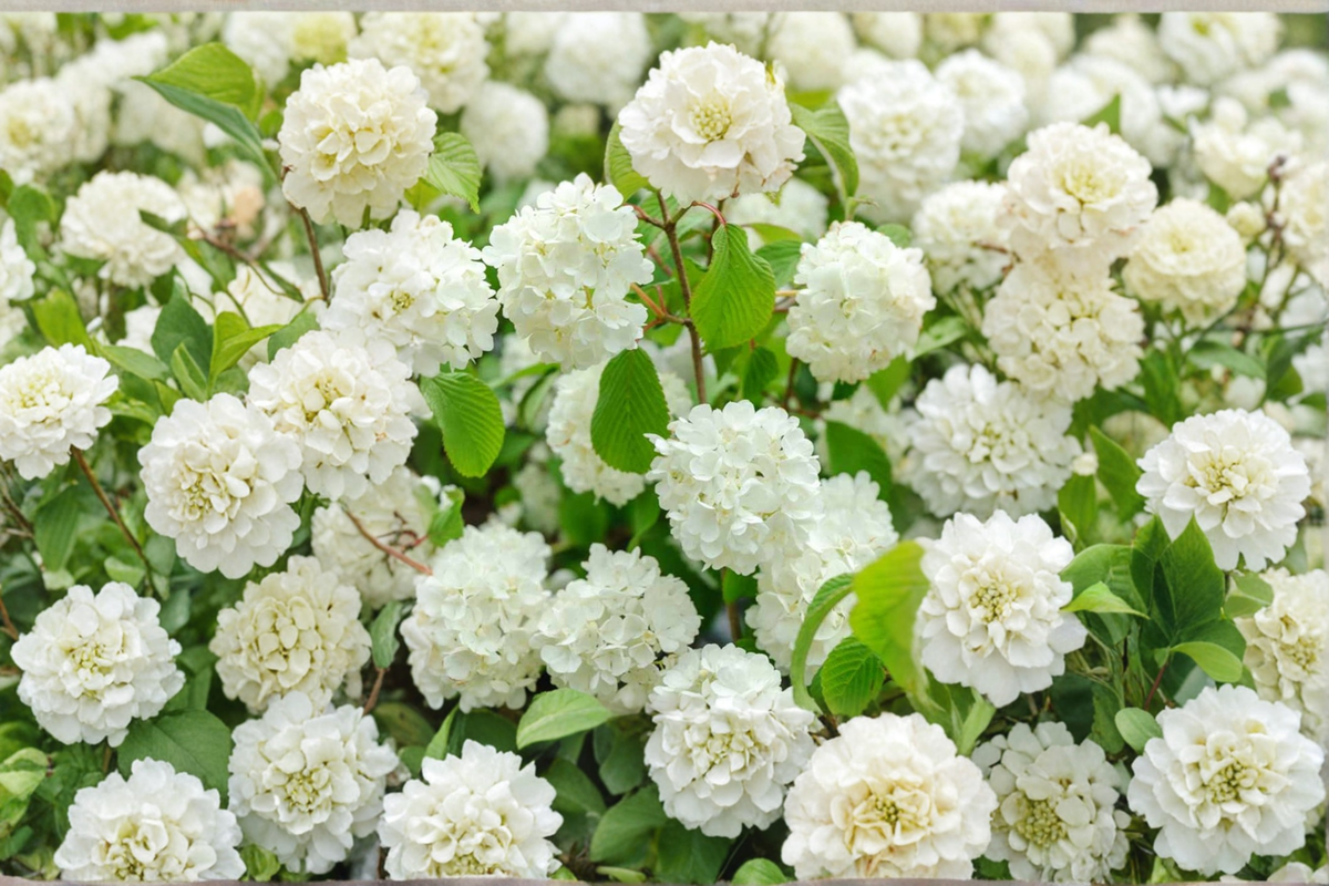 Popcorn Viburnum Live Plant 1 Gallon – Viburnum plicatum ‘Popcorn’ White Spring Flowering Shrub for Garden