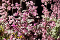 Tradescantia Nanouk Live Cuttings – 5 Unrooted Propagation Plants – Pink, Green, Cream Foliage – Indoor Houseplant