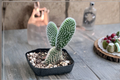 White Bunny Ears Cactus Live Plant, 2-Inch Pot, Opuntia microdasys, Indoor Outdoor Succulent