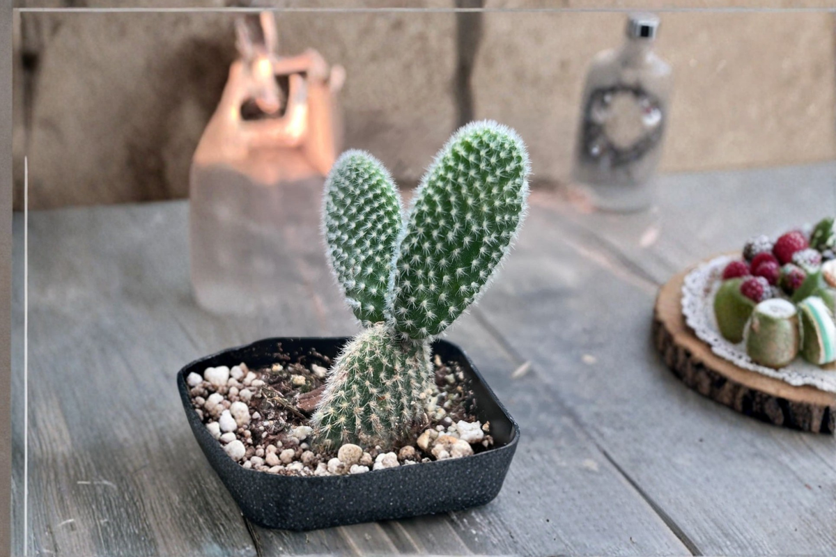 White Bunny Ears Cactus Live Plant, 2-Inch Pot, Opuntia microdasys, Indoor Outdoor Succulent
