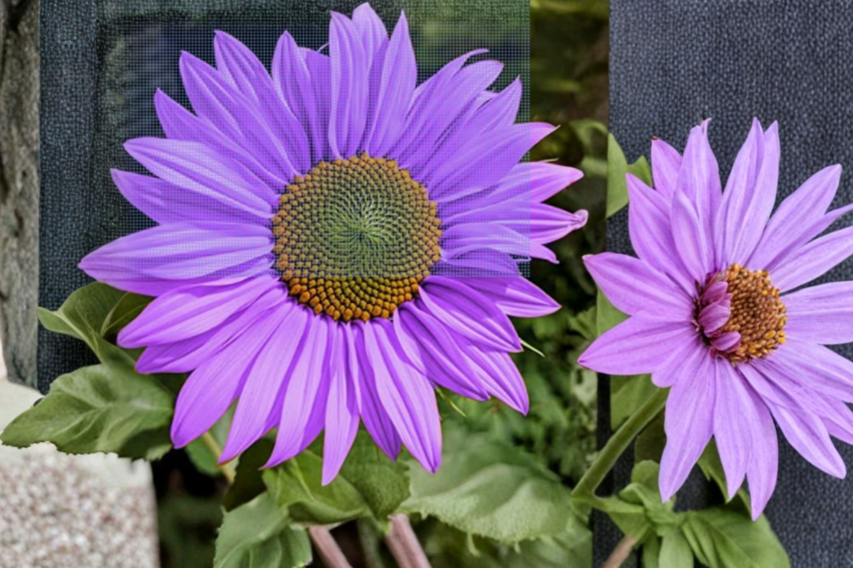 Rare Purple Sunflower Seeds – Helianthus annuus, 10 Pack, Ornamental Garden Flower Seeds, Full Sun, Exotic Purple Blooms