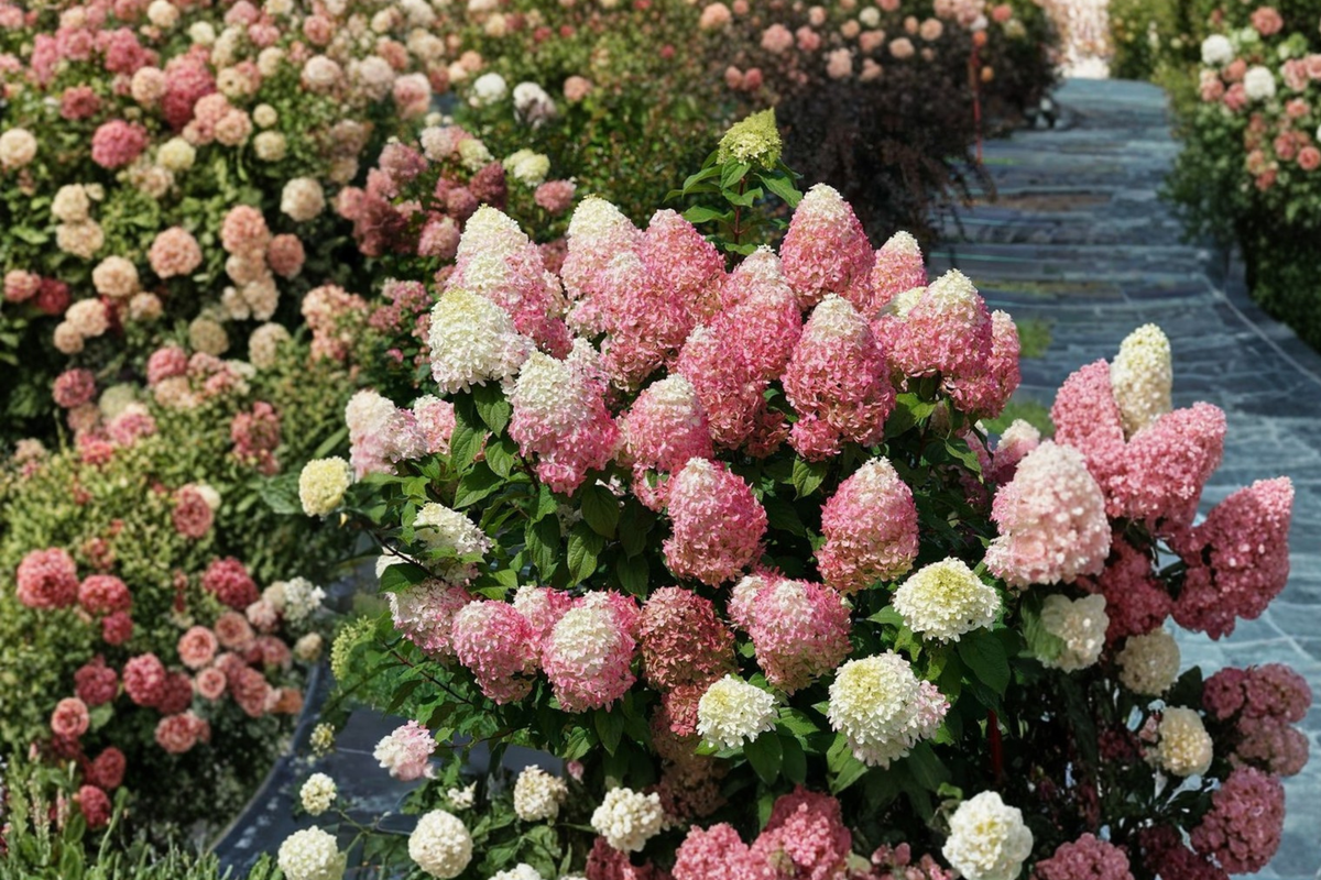 Quick Fire Fab Hydrangea Plant – 4-Inch Pot, Panicle Hydrangea with Early Bloom & Color Changing Flowers, Hydrangea paniculata