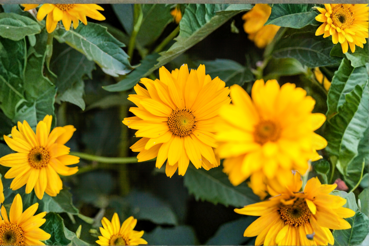Sunstruck False Sunflower Live Plants, 3 Rooted Starters in 1 Qt Pots, Variegated Foliage, Heliopsis helianthoides 'Sunstruck'