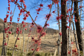 Jean Louis Witch Hazel Bare Root Plant – Yellow Winter Blooming Shrub Hamamelis intermedia