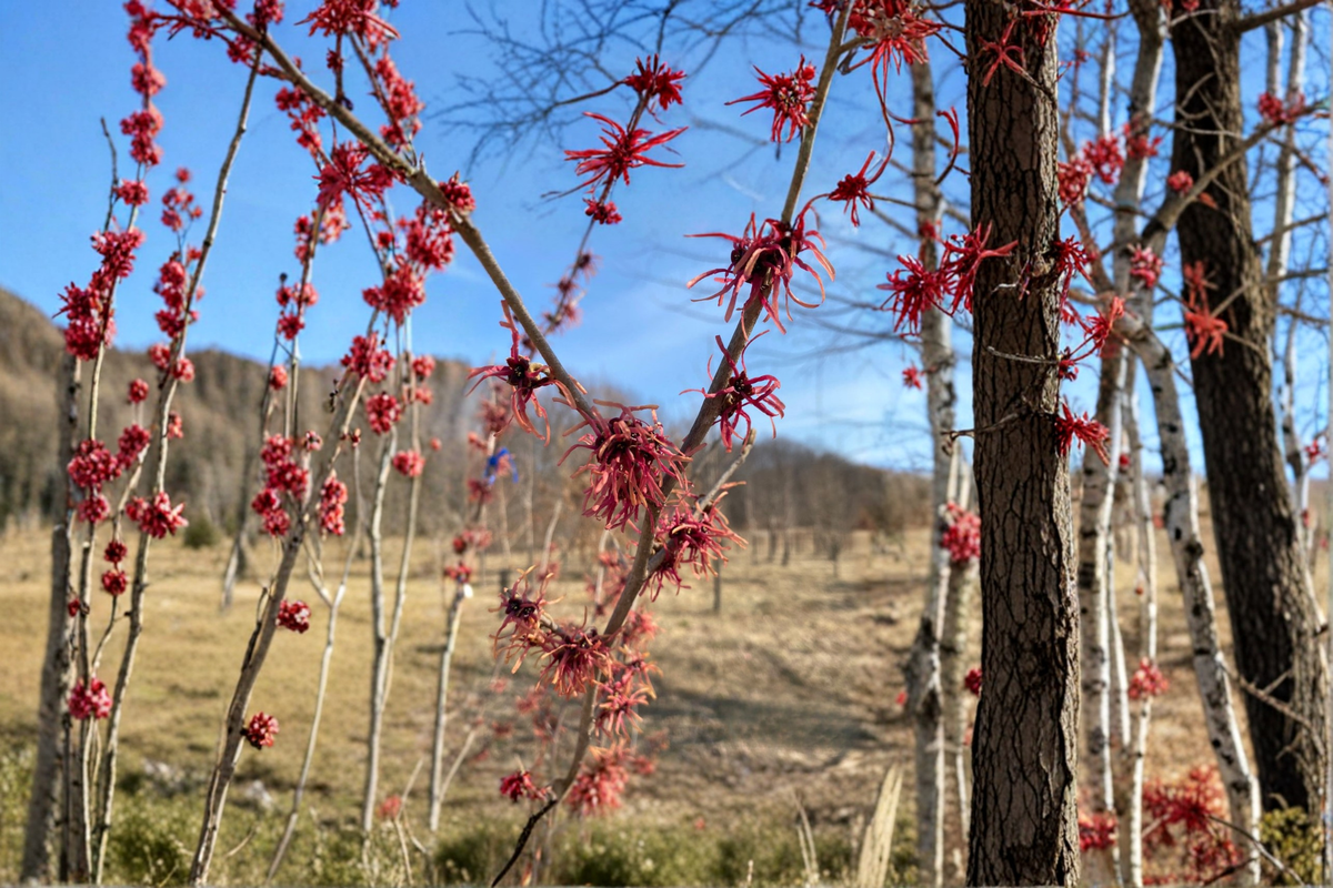 Jean Louis Witch Hazel Bare Root Plant – Yellow Winter Blooming Shrub Hamamelis intermedia