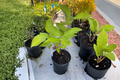 Prairie Fire Red Twig Dogwood Live Plant 1 Gallon Pot – Deciduous Shrub with Bright Red Winter Stems, Cornus alba ‘Prairie Fire’