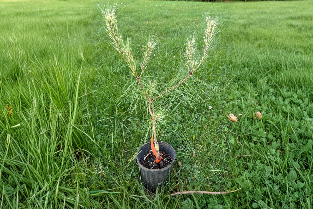 Dragon’s Eye Pine Live Plant – 12 Inch Variegated Evergreen Conifer – Pinus densiflora ‘Oculus Draconis’ for Garden Landscape