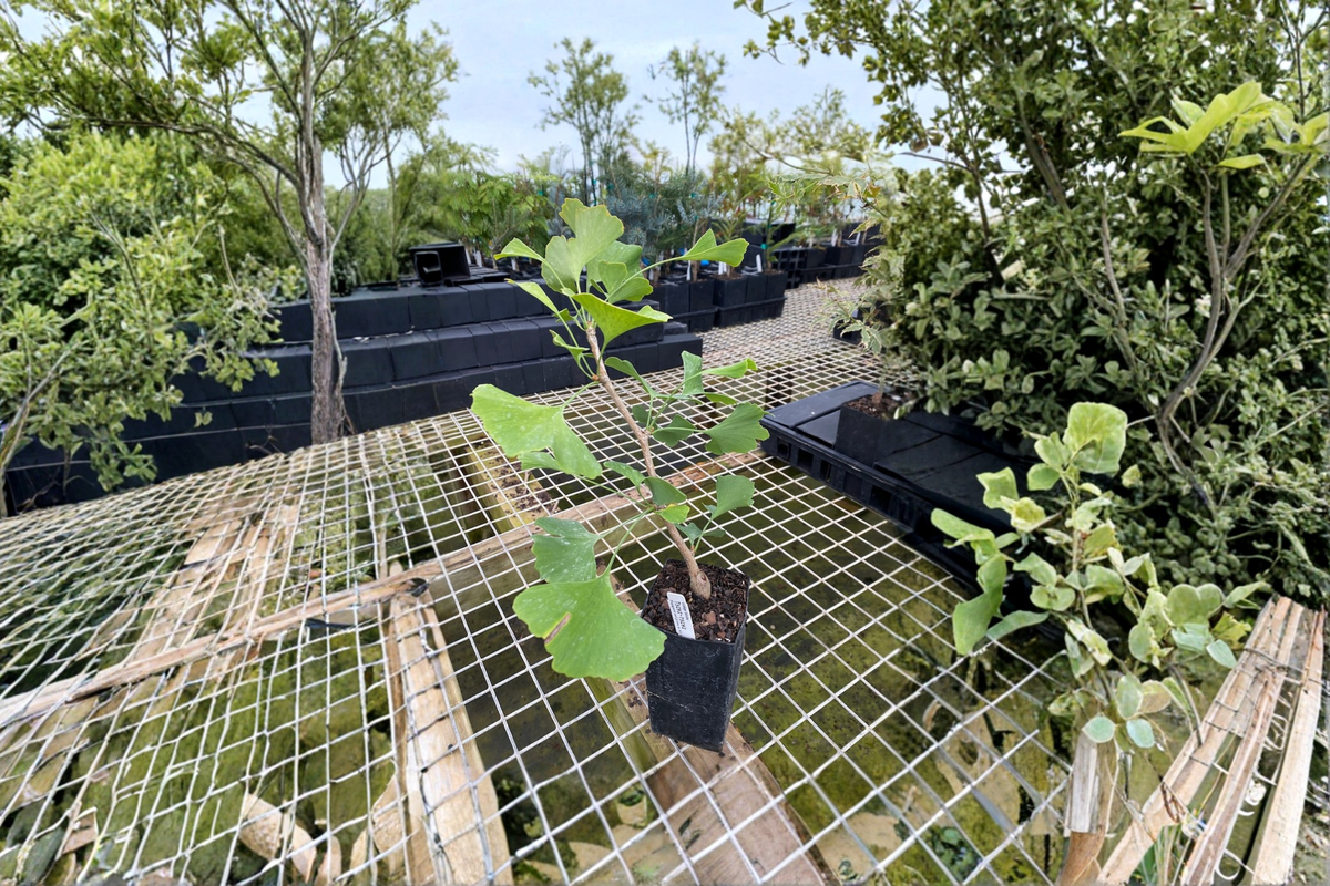 Ginkgo ‘Chi Chi’ Live Plant – Dwarf Ginkgo biloba, 6 Inch Tall, Compact Ornamental Tree, Grafted, Small Garden, Container Plant