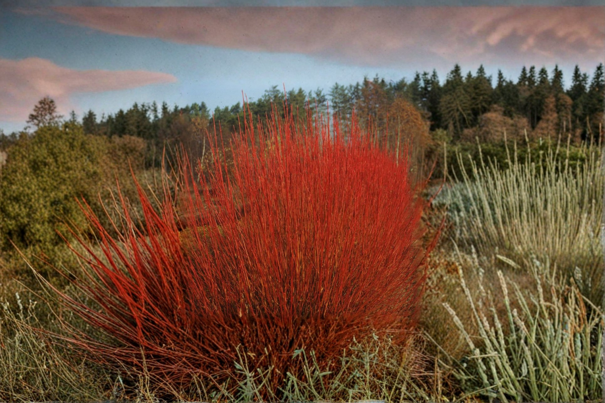 Red Twig Dogwood Live Plant 4-Inch Pot, Cornus sericea ‘Cardinal’ Bright Red Winter Stems Hardy Shrub for Garden Borders