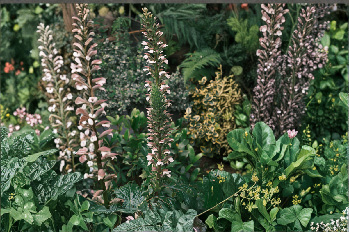 Live Bear's Breeches Plant – Acanthus mollis Perennial with Purple and White Flowers, Ornamental Foliage, Landscape Garden Plant