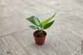 Bird of Paradise Live Plant 4 Inch Pot, Tropical Foliage, Strelitzia spp., Indoor Houseplant, Fully Rooted, Green Leaves